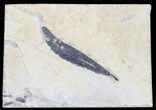 Fossil Cedrelospermum Leaf - Green RIver Formation #57257-1